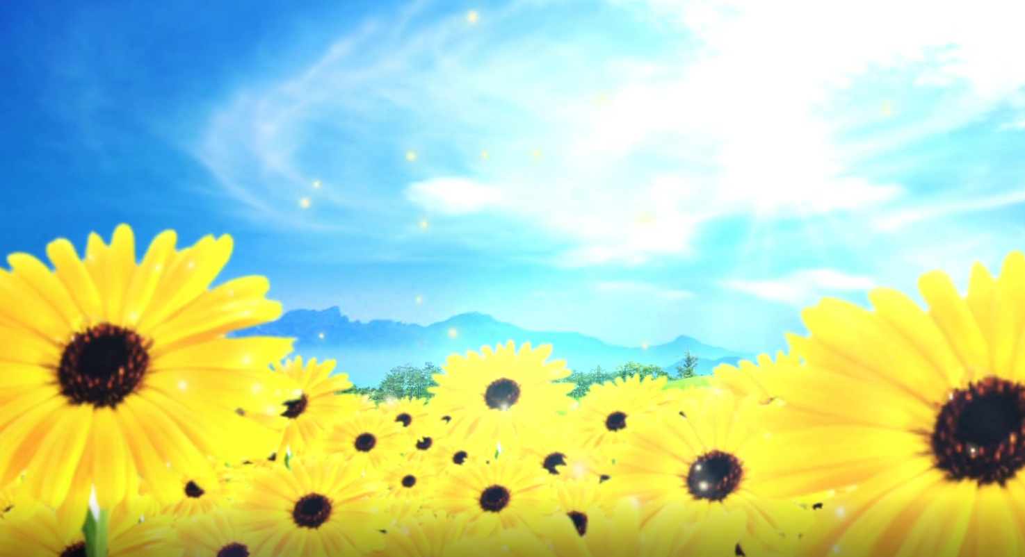 阳光灿烂,唯美的向阳花,向日葵动态背景视频