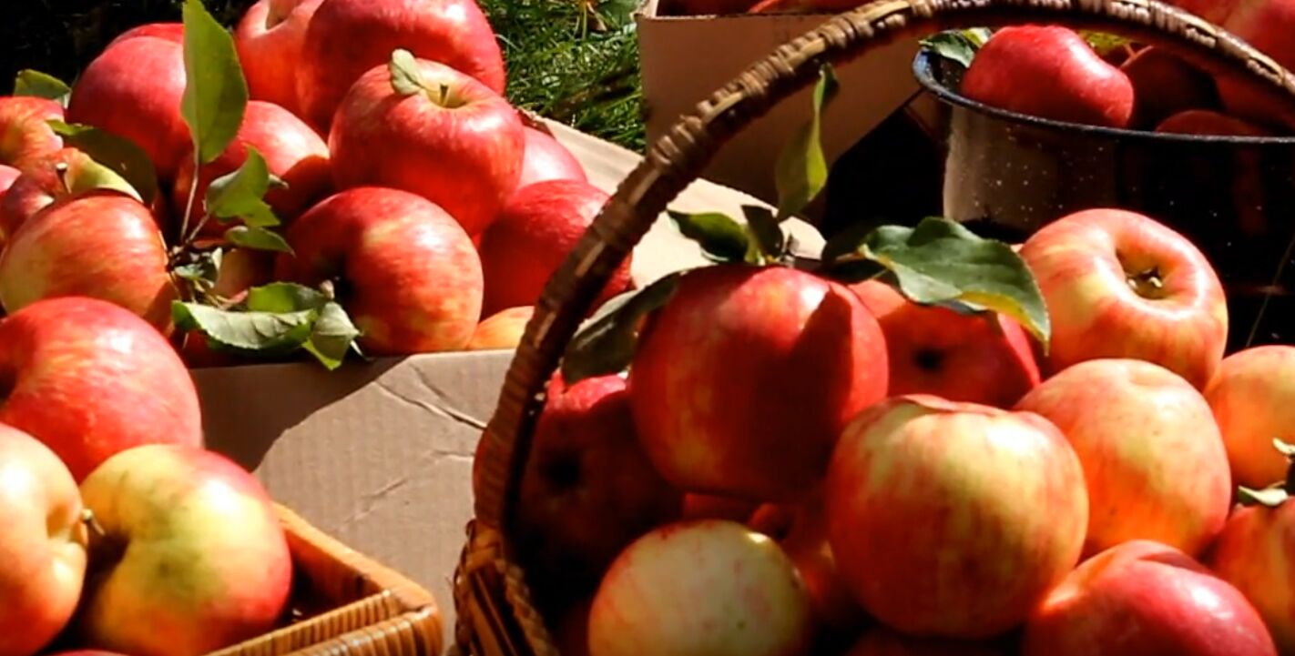 秋天收获果实,苹果园里苹果树,采摘苹果,削苹果高清视频