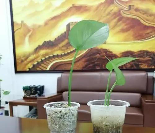 图片加载失败